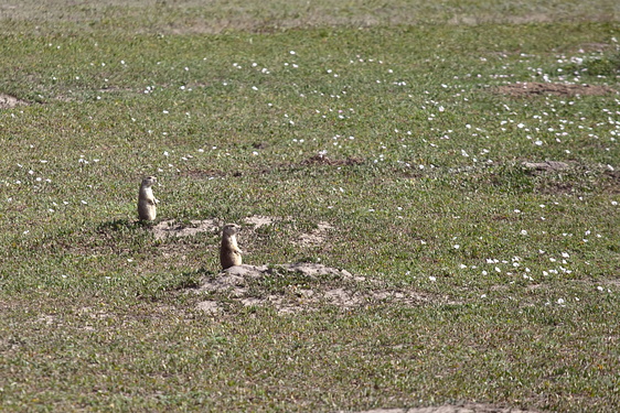 Prairie Dogs, Badlands National Park