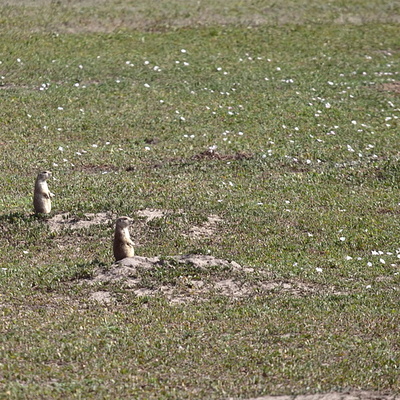 Prairie Dogs, Badlands National Park
